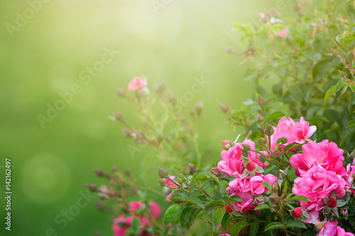 Garden roses in sunlight background