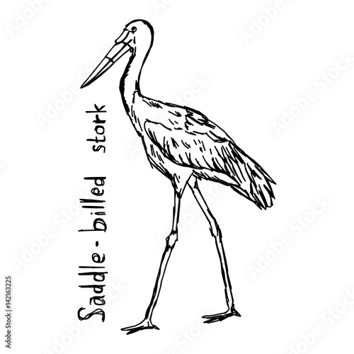 saddle-billed stork - vector illustration sketch hand drawn with black lines, isolated on white background
