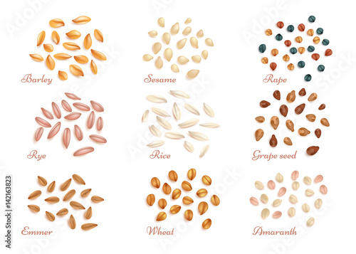 Realistic cereal grains and oil seeds vector set