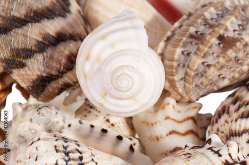 Background of various types of sea shells