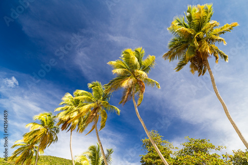 Kokospalmen auf Insel Tortola. Karibische Inseln.