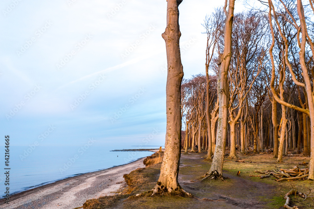 Obraz premium Gespesterwald Nienhagen