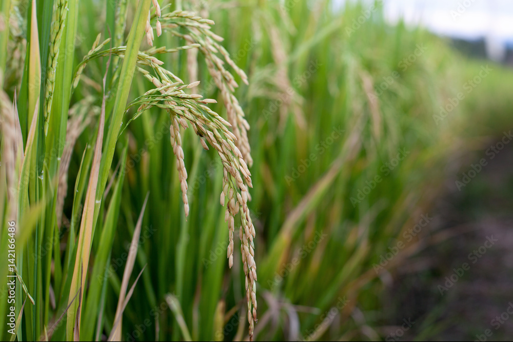close up of yellow green rice field close up of yellow green rice field