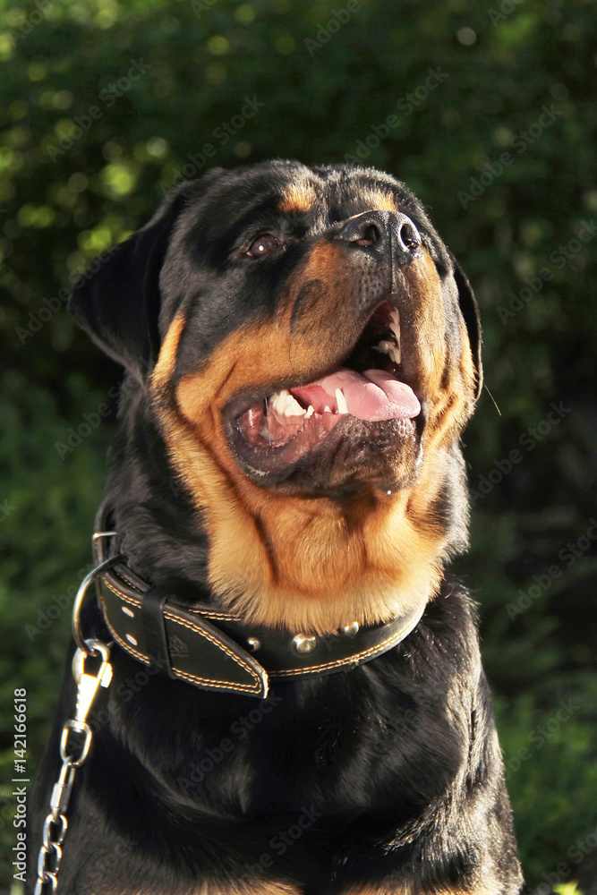 Obraz premium Rottweiler