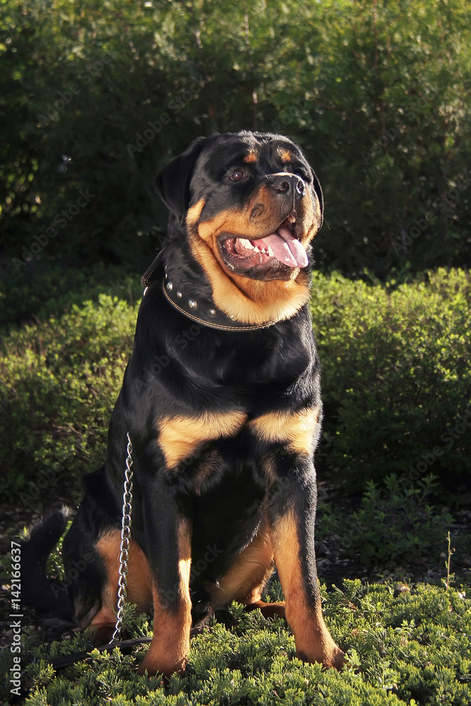 Rottweiler