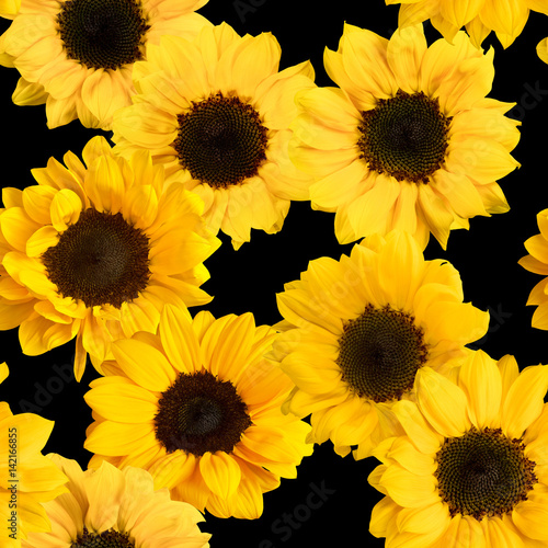 Fototapeta Naklejka Na Ścianę i Meble -  Seamless pattern with photos of shiny yellow sunflowers on black