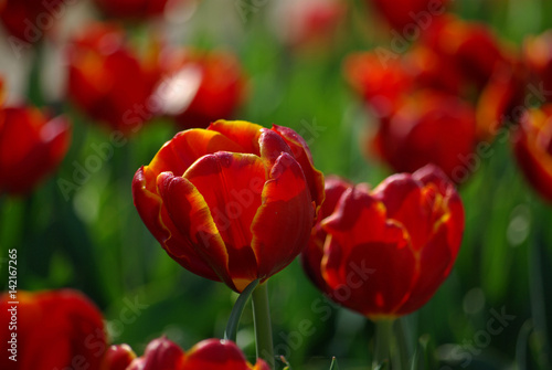 Tulipes rouge au printemps au jardin