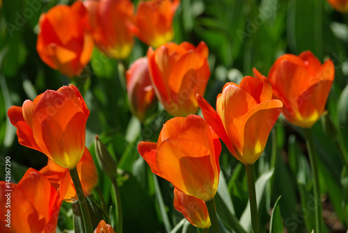 Tulipes orange au printemps au jardin