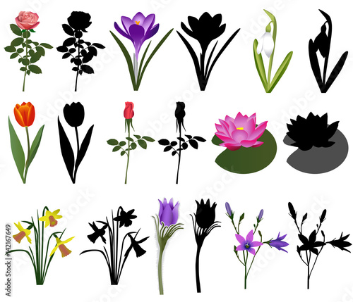 Collection of different species of flowers. Colour vector and silhouette.
