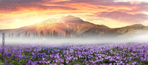 Floral mountain spring