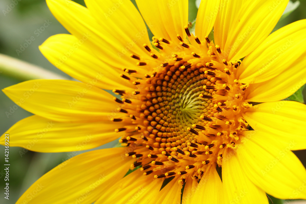 A closeup of sunflower. A closeup of sunflower.