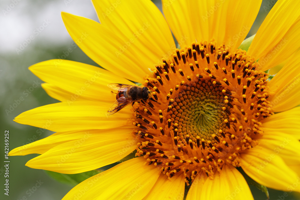 A closeup of sunflower with a bee. A closeup of sunflower with a bee.