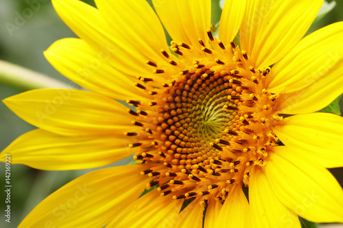 A closeup of sunflower.