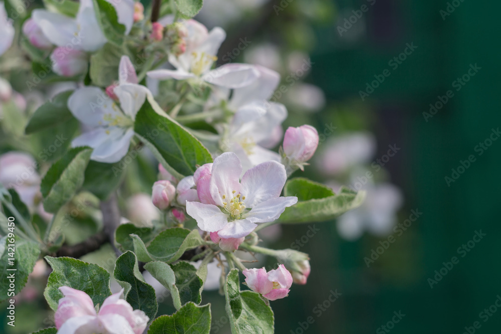 Spring Apple Blooming Trees