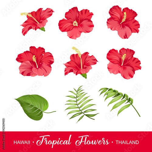 Set of tropical flowers elements. Collection of hibiscus flowers on a white background. Vector illustration bundle.