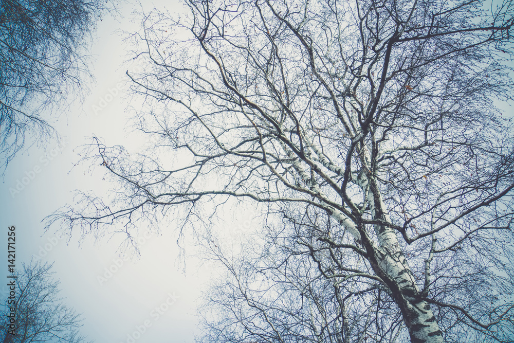 Tree Branches without Leaves Retro Tree Branches without Leaves Retro