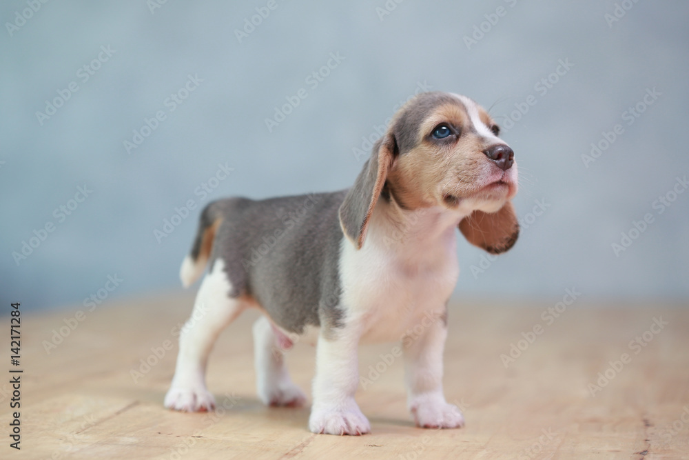 2 month strong beagle puppy in action 2 month strong beagle puppy in action