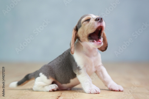 Fényképezés 2 month strong beagle puppy in action