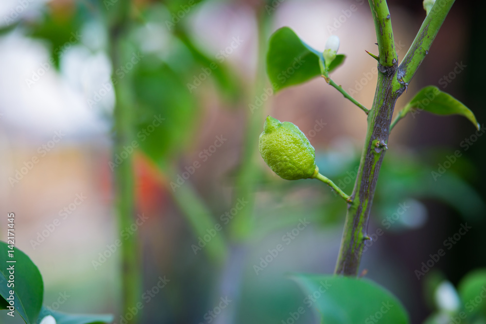 young home made grown lemon without any chemistry young home made grown lemon without any chemistry
