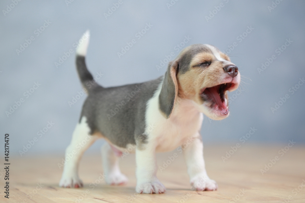 2 month strong beagle puppy in action 2 month strong beagle puppy in action