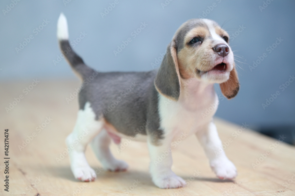 2 month strong beagle puppy in action 2 month strong beagle puppy in action