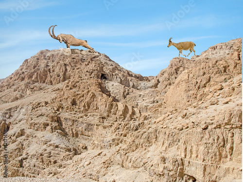 Nubian ibexes photo