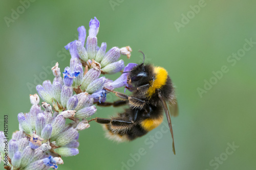 Bumblebee collecting pollen from lavender © Wesley