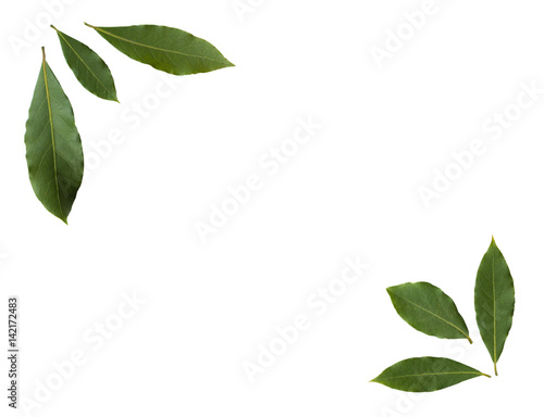 Group of three fresh bay leaves