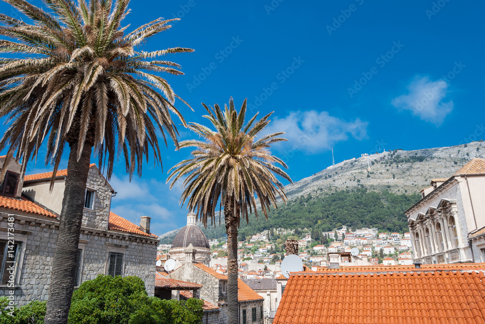 Palm trees in the old town of Dubrovnik on a sunny day, with mountain in background