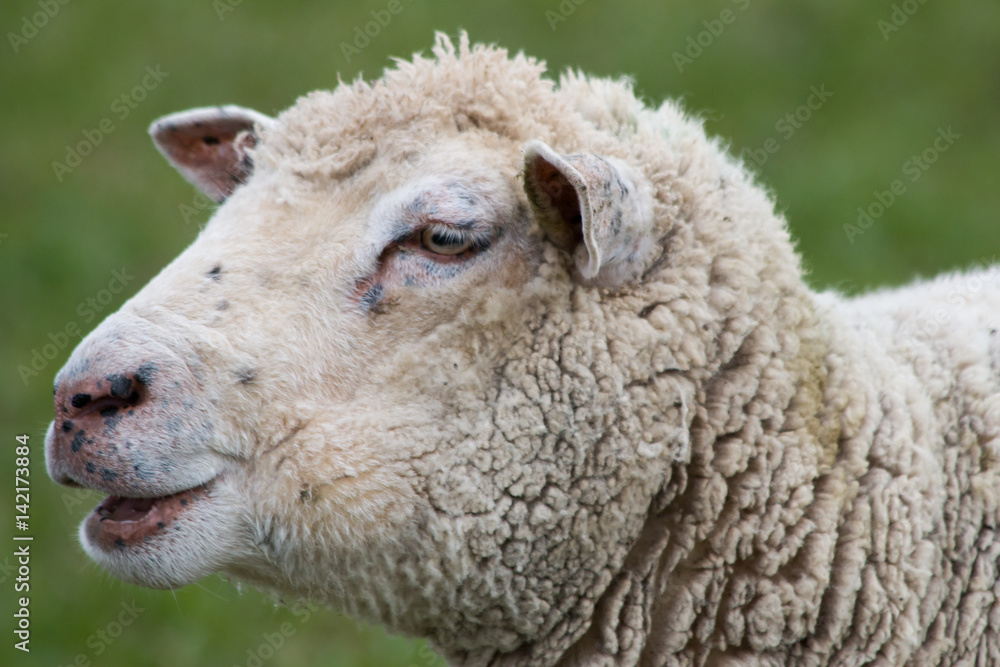 Close-up of a Sheep Head