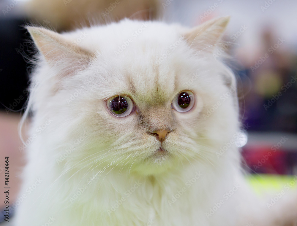 Персидская кошка белый окрас