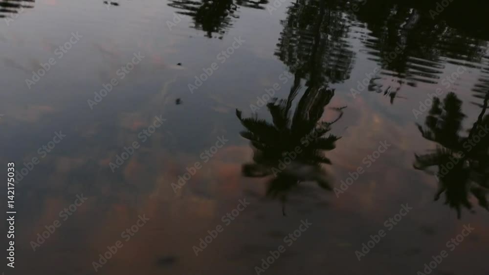 Reflection of Palm tree in waterbackwater in India from Boat Reflection of Palm tree in waterbackwater in India from Boat
