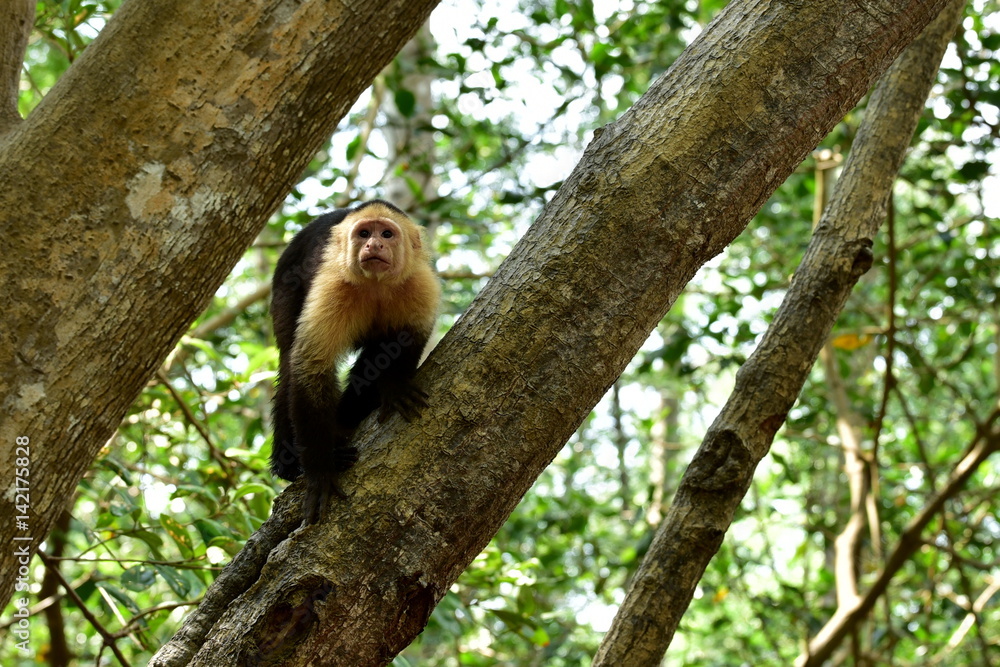 Naklejka premium White-faced Capuchin monkey on Isla Damas in Costa Rica