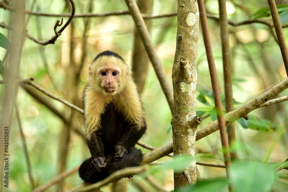 White-faced Capuchin monkey on Isla Damas in Costa Rica White-faced Capuchin monkey on Isla Damas in Costa Rica