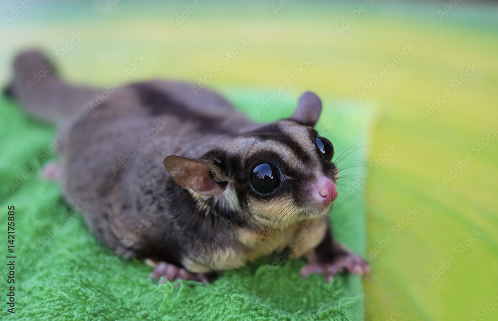 Sugar sales glider gray