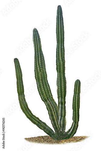 close up of cactus isolated on white background