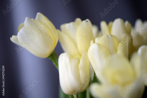 Bouquet of pale yellow tulips close up