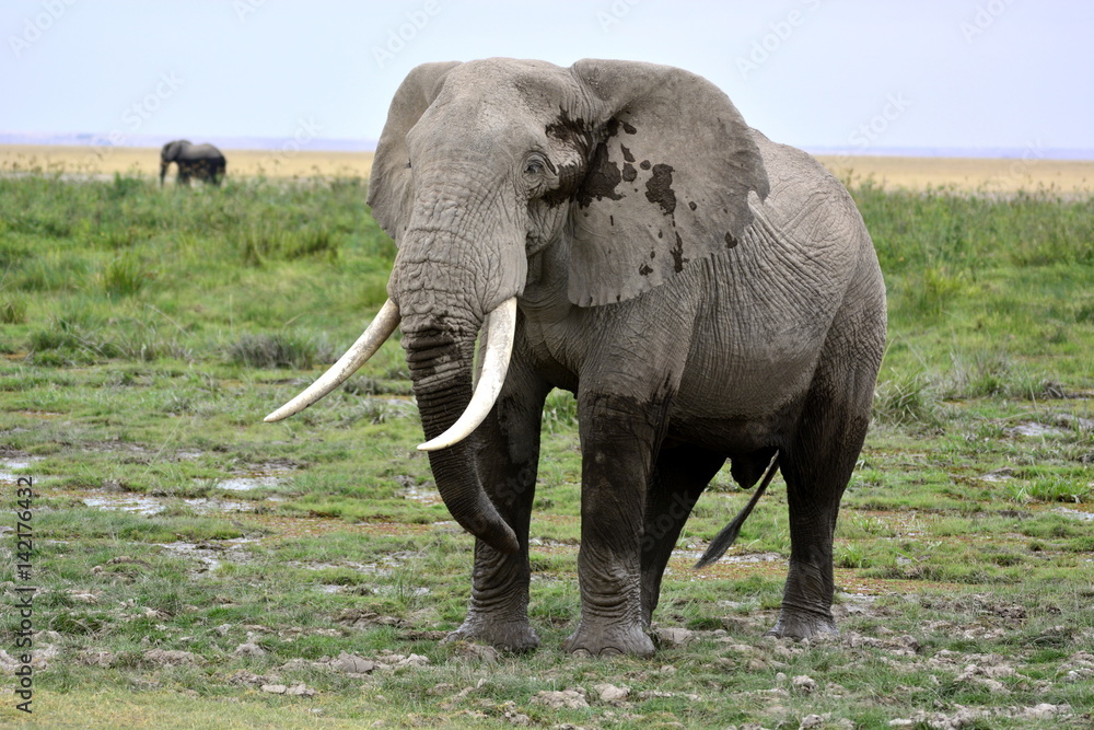 Obraz premium The African bush elephant (Loxodonta africana) in Amboseli