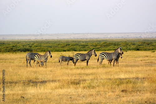 Three plains zebra  Equus quagga  formerly Equus burchellii   also known as the common zebra or Burchell s zebra in african countryside