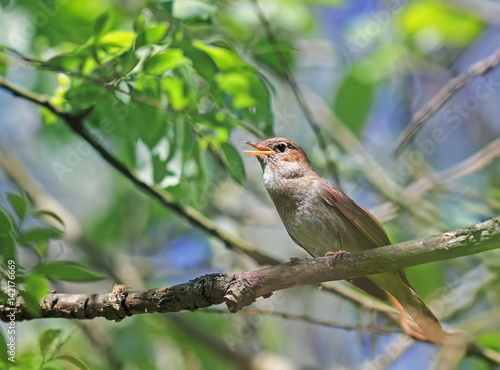  Nightingale sings in the spring of leaping sitting in the bushes