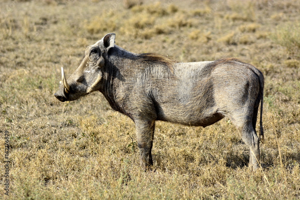Warthog in african countryside Warthog in african countryside