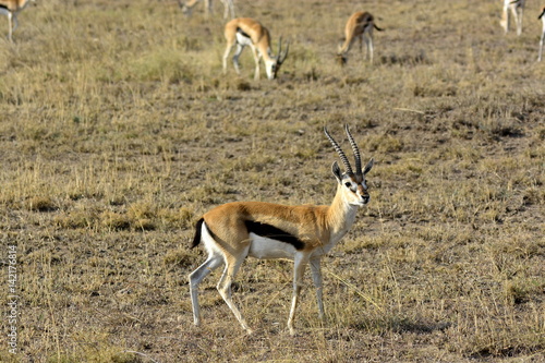 Thomson's gazelle (Eudorcas thomsonii) in african countryside (Serengeti)