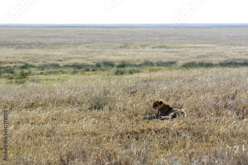 Lion female lying in the african countryside