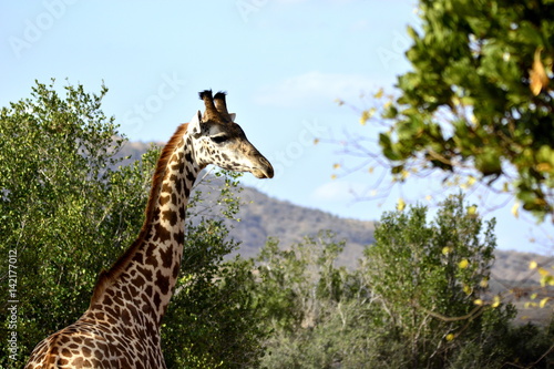 Masai giraffe (Giraffa tippelskirchi - Maasai giraffe), also called Kilimanjaro giraffe, in african countryside