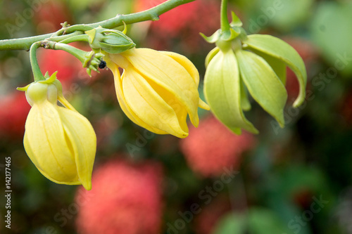 Ylang ylang flower (Cananga odorata)