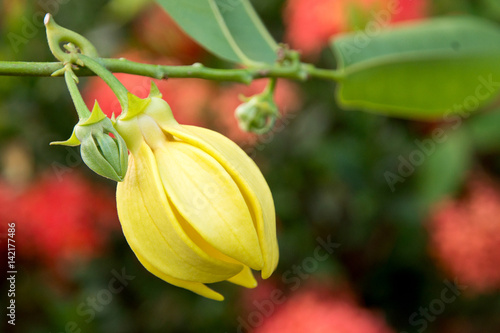 Ylang ylang flower (Cananga odorata)