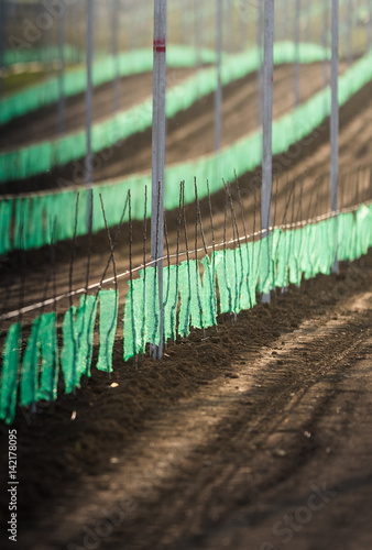 Growing apples in the orchard photo