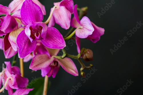 Closeup  Pink  flower Phalaenopsis orchid on black background  suitable for greeting card or background.