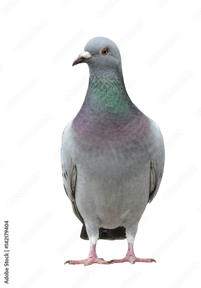 portrait full body of speed racing pigeon bird isolate white background portrait full body of speed racing pigeon bird isolate white background