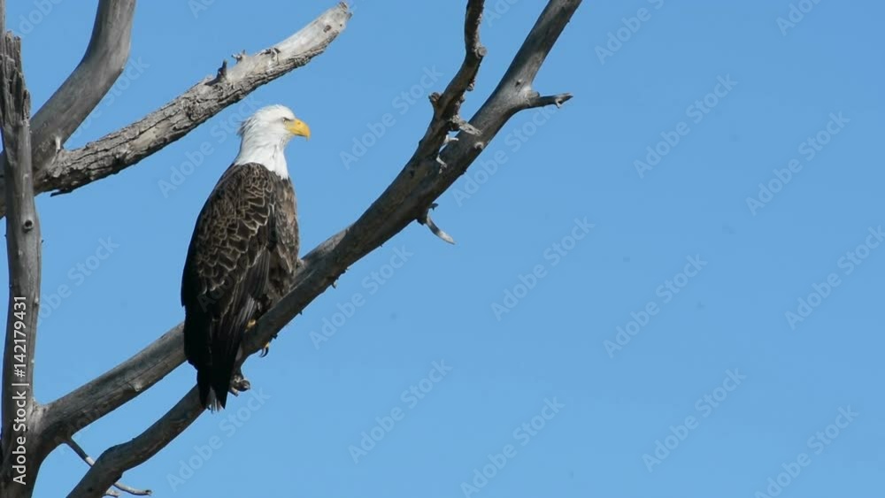 Bald Eagle in a Tree 07 Bald Eagle in a Tree 07